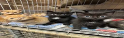 Mixed Breed cats for sale: Farm cats  - Advert 5