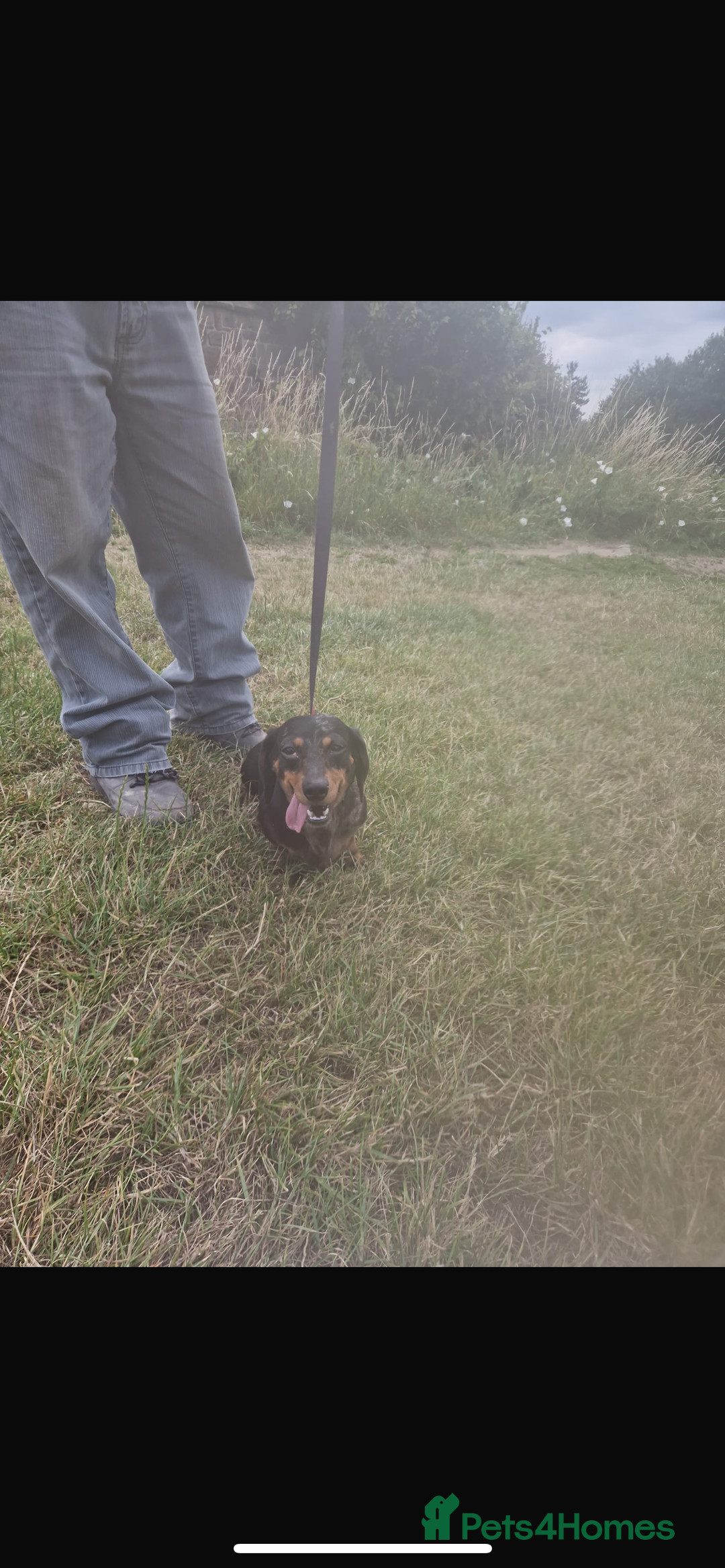 Dachshund dogs for sale: Dachshund girl - Image 3