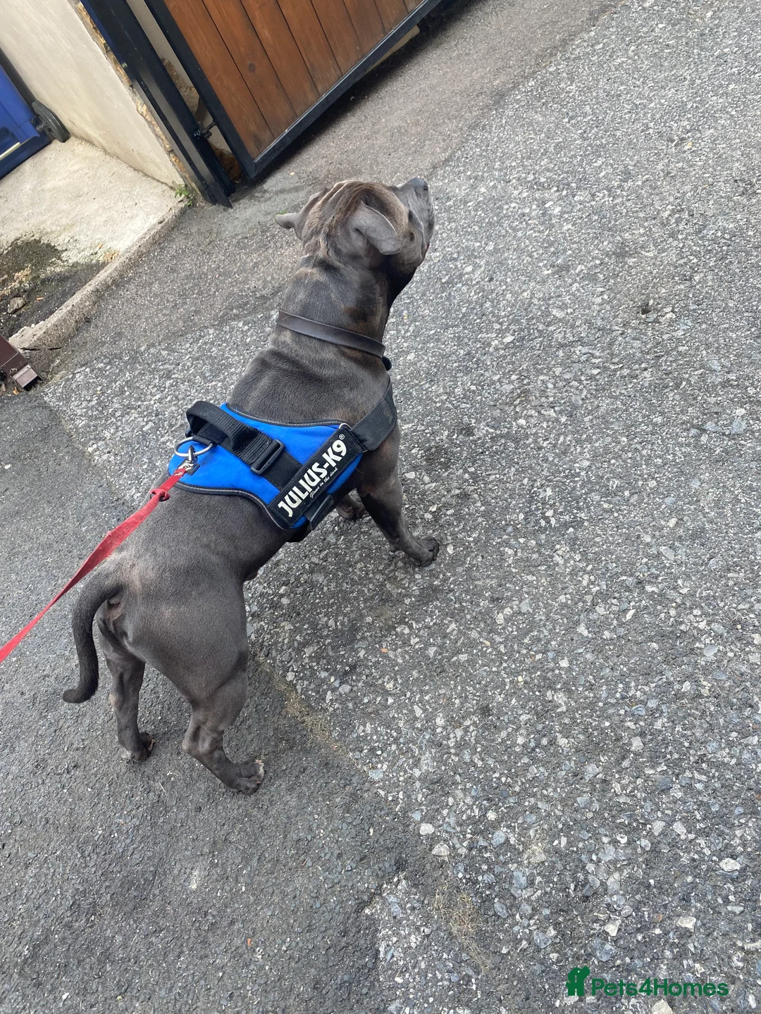Staffordshire Bull Terrier dogs for stud: KC PROVEN Blue Staffordshire Bull Terrier for STUD in Wakefield - Advert 11