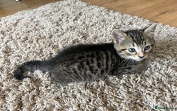 British Shorthair cats for sale: British short hair mix - Image 4
