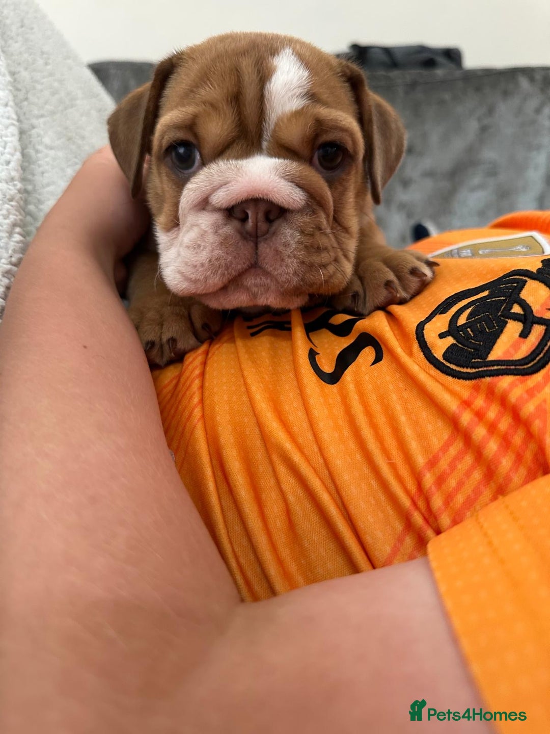 English Bulldog dogs for sale: Amazing litter of English bulldogs - Image 5