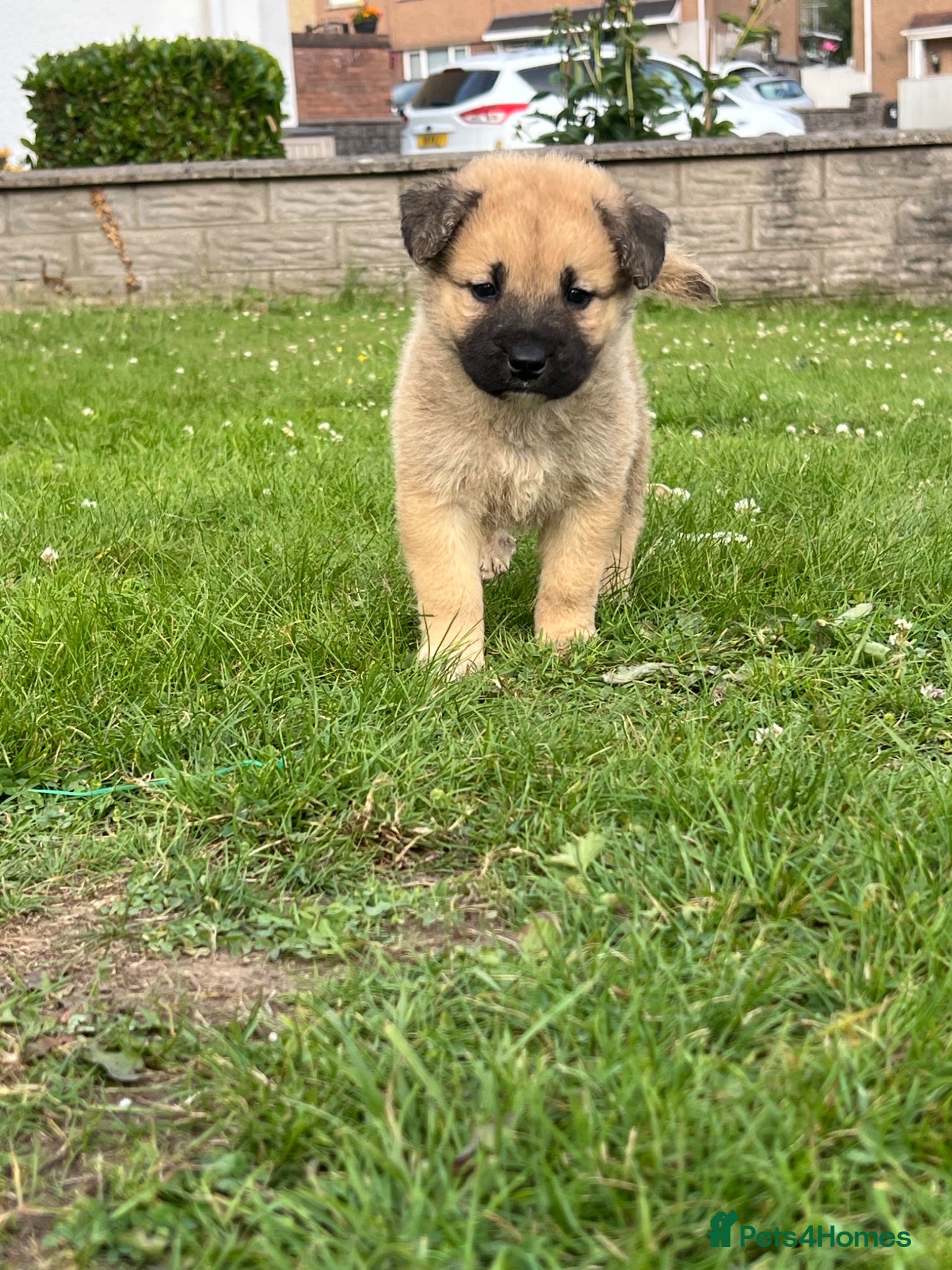 Mixed Breed dogs 7 beautiful Malkita x puppies with unique colours  - Advert 17