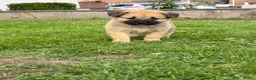 Mixed Breed dogs for sale: 7 beautiful Malkita x puppies with unique colours  - Advert 1