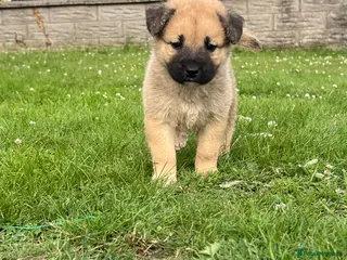 Mixed Breed dogs 7 beautiful Malkita x puppies with unique colours - Advert 2