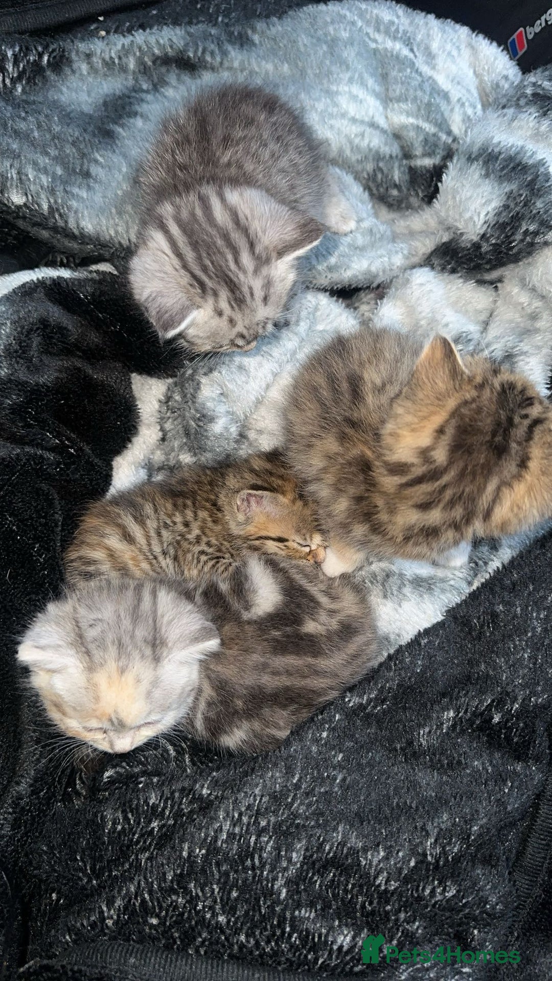 Persian cats for sale: Beautiful kittens ready for forever homes  - Image 4