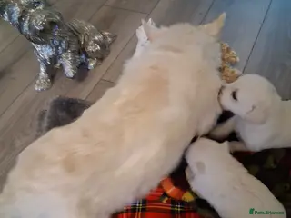 West Highland Terrier dogs Westie pups - Advert 4