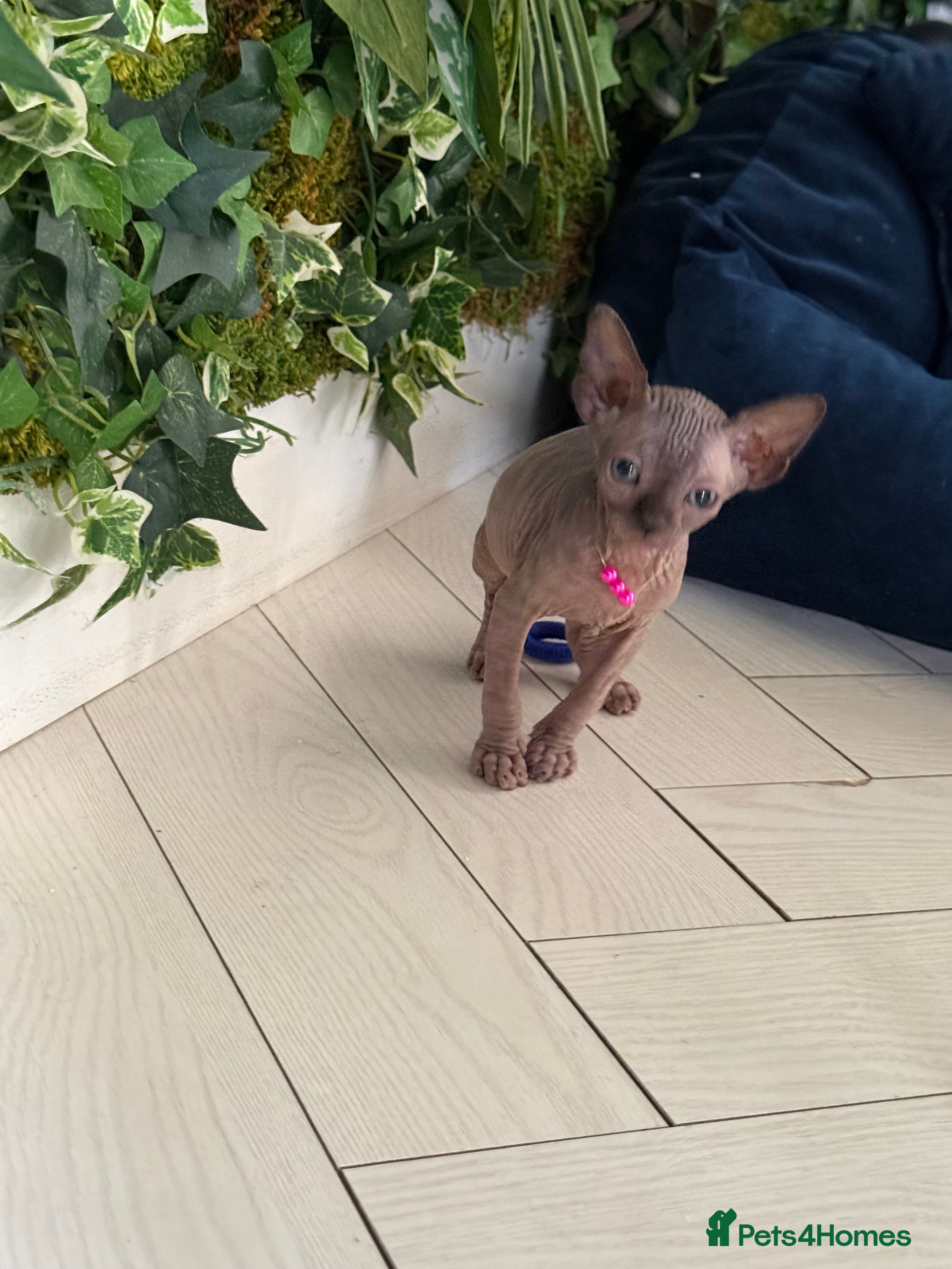 Sphynx cats Stunning Kittens!  - Advert 6