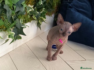 Sphynx cats Stunning Kittens! - Advert 5