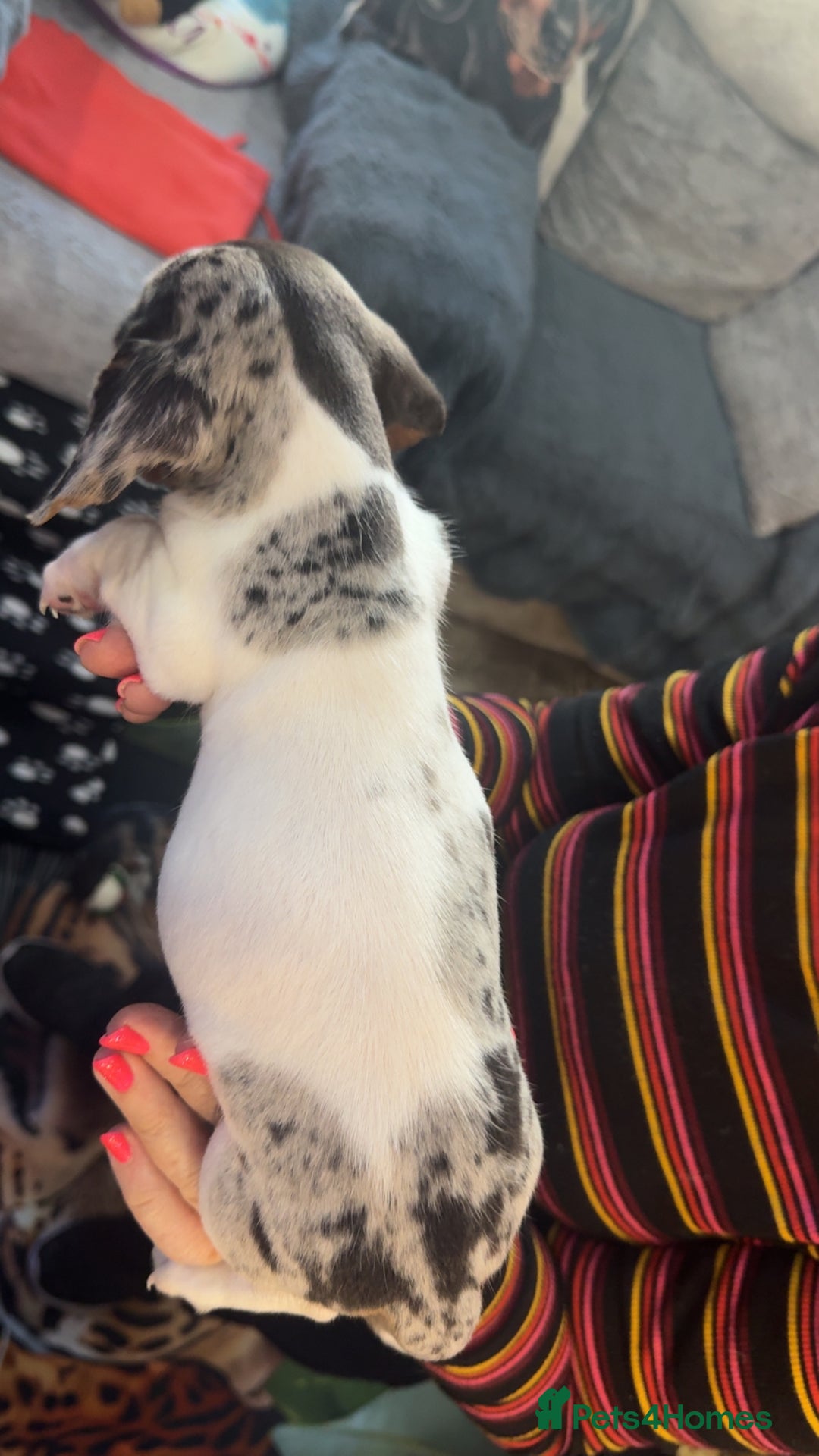 Dachshund dogs for sale: Dachshund puppies  - Image 2