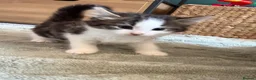 Mixed Breed cats for sale: Kittens ready for their forever home  - Advert 12