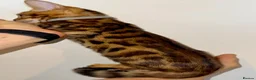 Bengal cats for sale: Beautiful Purebred Bengal Kittens – Ready Now! - Advert 6