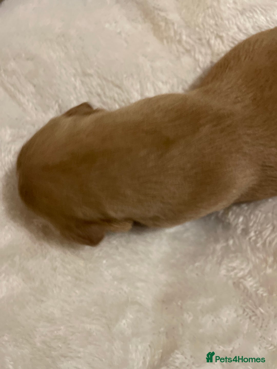 Mixed Breed dogs for sale: Golden retriever x Flatcoat retriever  - Advert 14