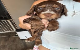 Cockapoo dogs for sale: Merle, Tri& Chocolate f2 Cockapoos (8boys 3girls!) - Image 14