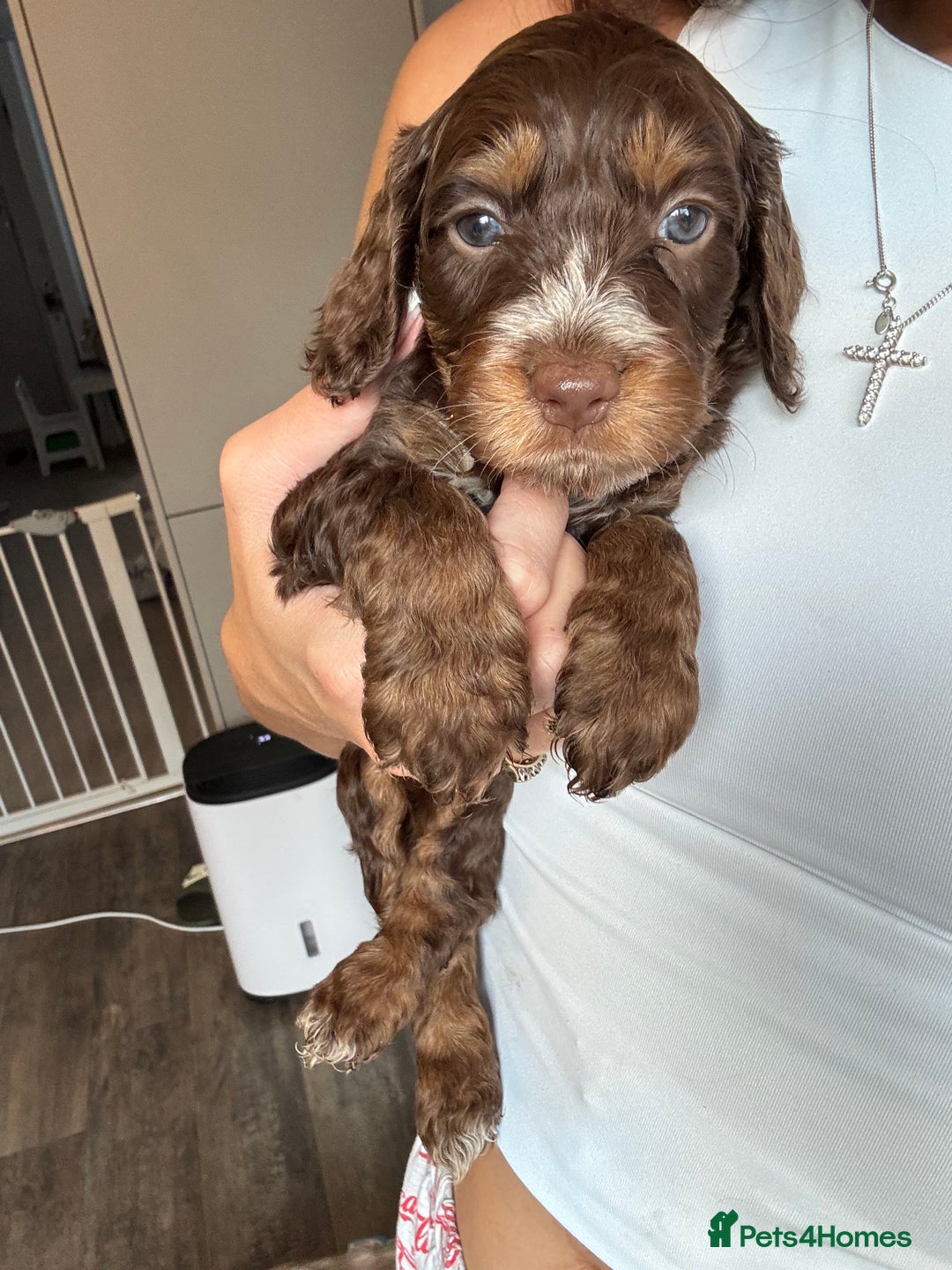 Cockapoo dogs for sale: Merle, Tri& Chocolate f2 Cockapoos (8boys 3girls!) - Image 14