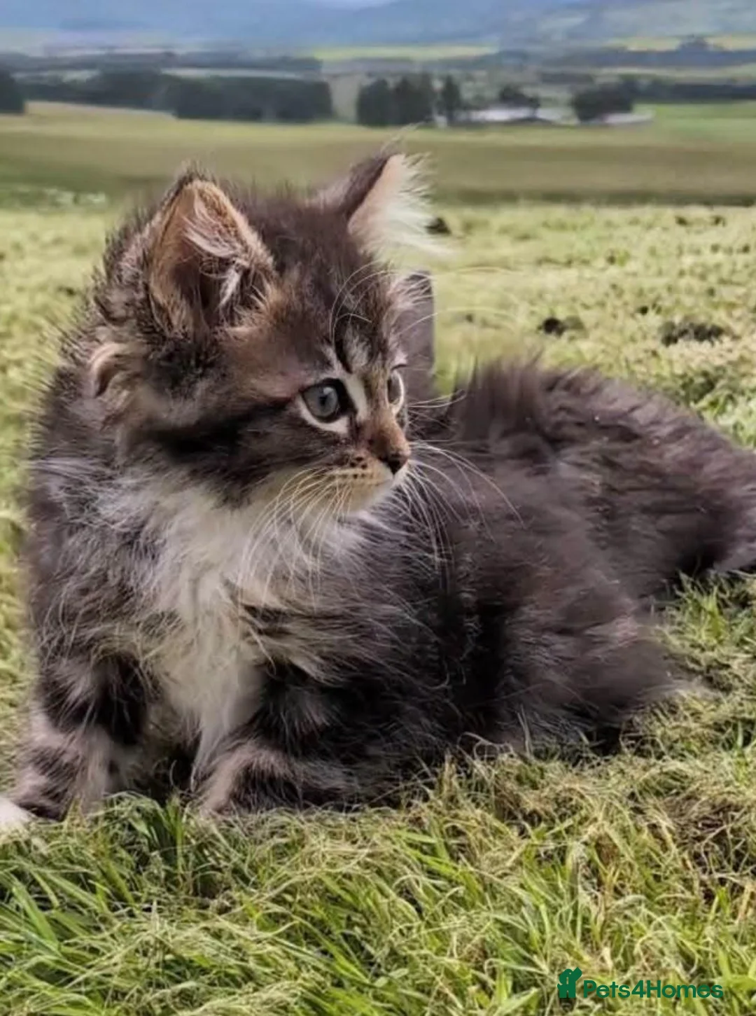 Maine Coon cats for sale: Maine Coon kittens in Buckie - Advert 2