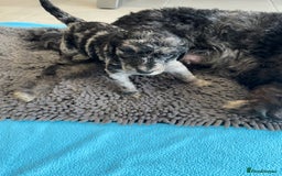 Mixed Breed dogs for sale: ✨ 2 Labradoodle x Australian Labradoodle Puppies  - Image 17