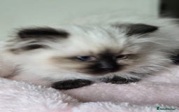 Ragdoll cats for sale: 6 Perfect Affectionate, Ready2Go Pedigree Kittens! - Advert 27