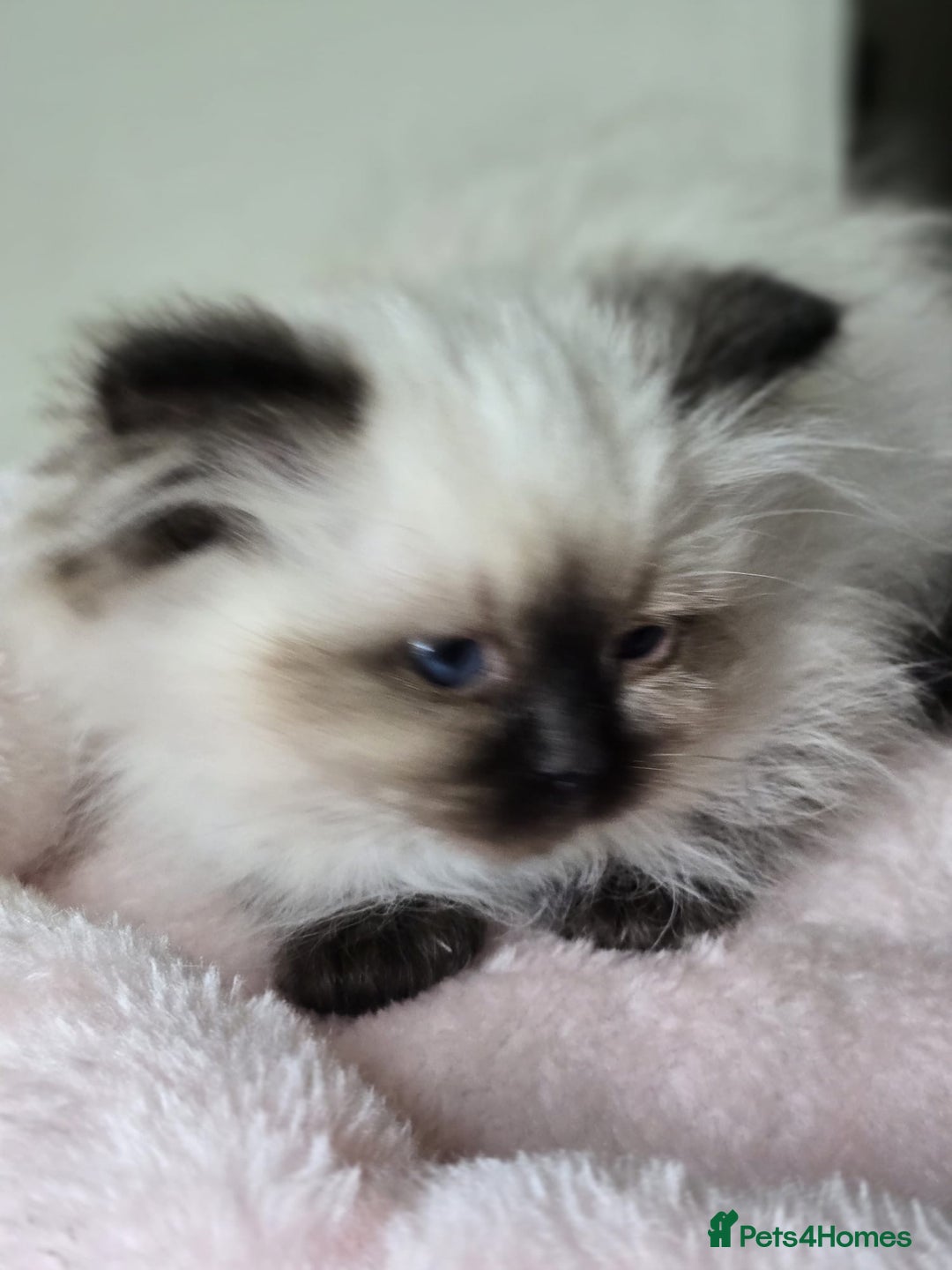 Ragdoll cats for sale: 6 Perfect Affectionate, Ready2Go Pedigree Kittens! - Advert 27