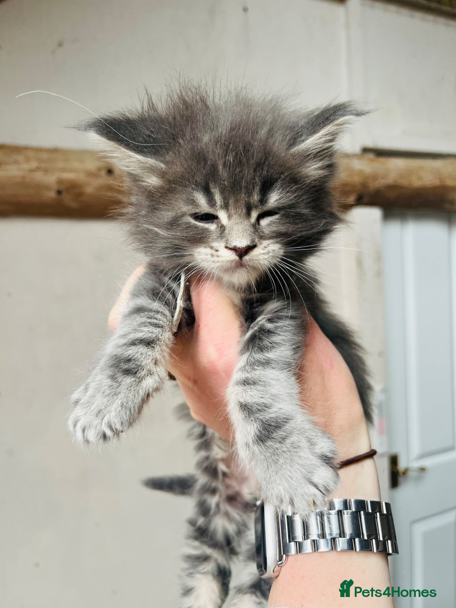 Maine Coon cats Stunning pedigree Maine coon kittens TICA  - Advert 1