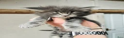 Maine Coon cats for sale: Stunning pedigree Maine coon kittens TICA  - Advert 8