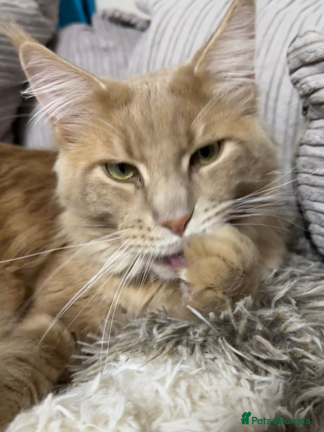 Maine Coon cats for stud: Pedigree active registered Maine coon boy for stud - Advert 8