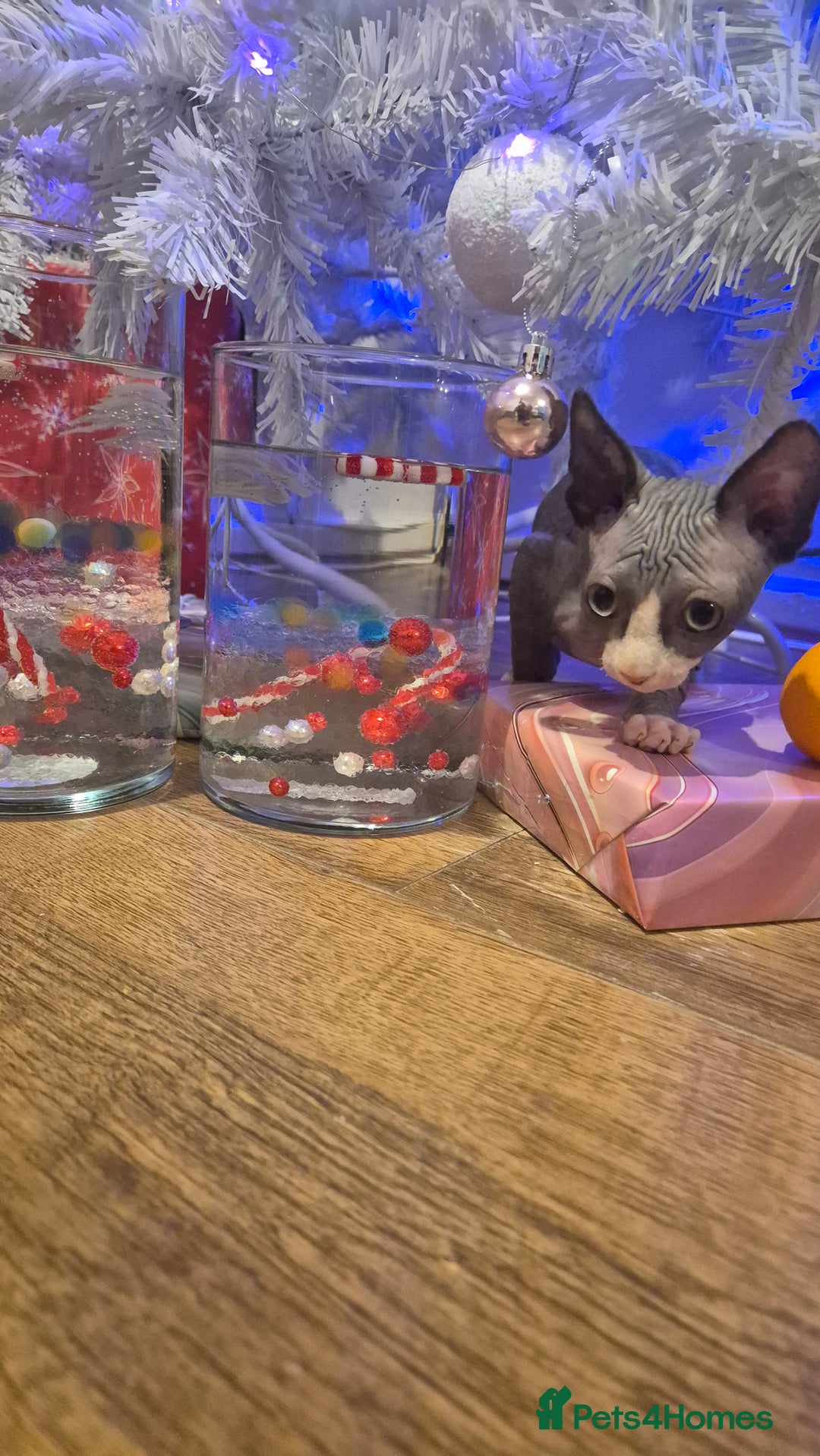Sphynx cats for sale: Exclusive Sphynx Kittens Looking for Forever Homes - Advert 23