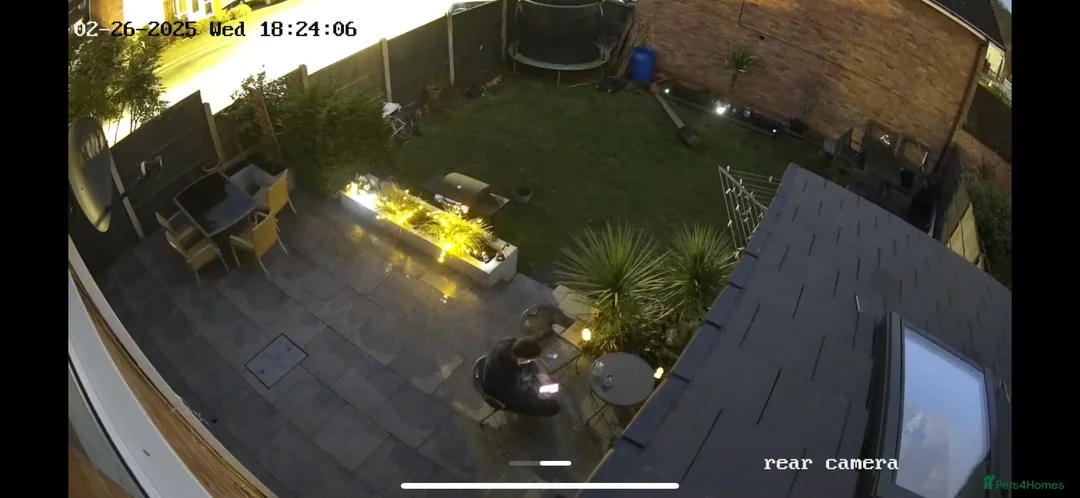 British Shorthair cats for stud: British shorthair  in Nottingham - Advert 7