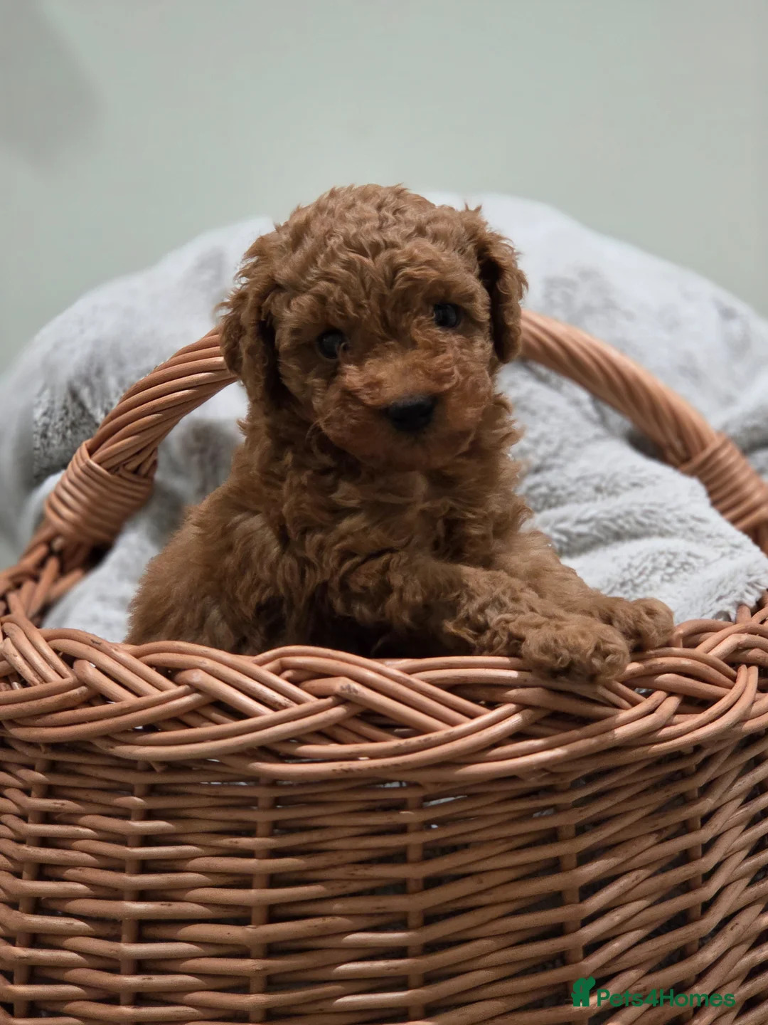 Toy Poodle dogs for sale: Tiny FOX RED Toy Poodle in Accrington - Advert 1