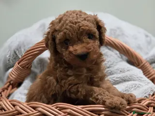 Toy Poodle dogs Tiny FOX RED Toy Poodle - Advert 5