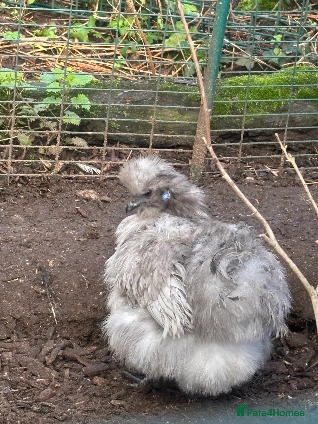 Chickens poultry for sale: Silkies chicks  - Advert 6