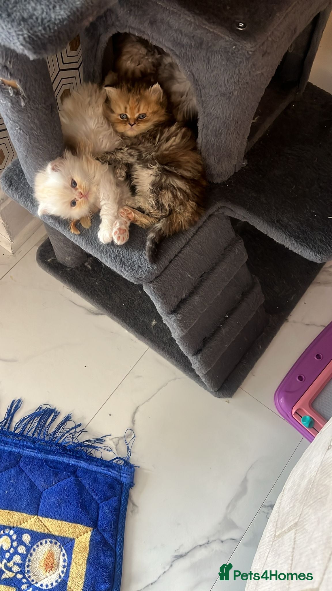 Persian cats Beautiful Persian Kittens Ready for Loving Homes - Advert 2