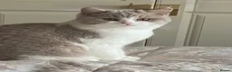 British Shorthair cats for sale: Beautiful BSH Blue & White Male Babies - Advert 1