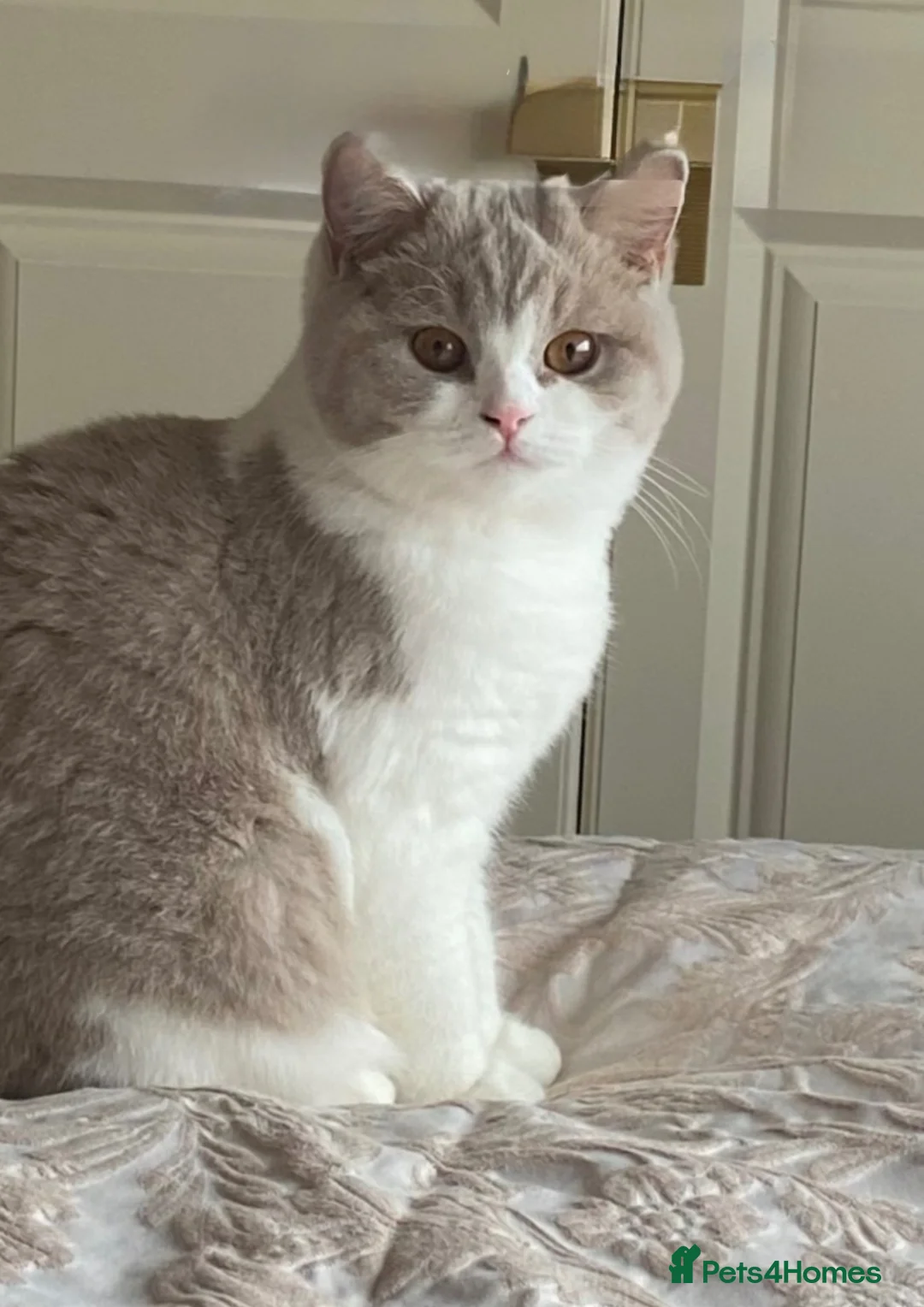 British Shorthair cats for sale: Beautiful BSH Blue & White Male Babies - Advert 1