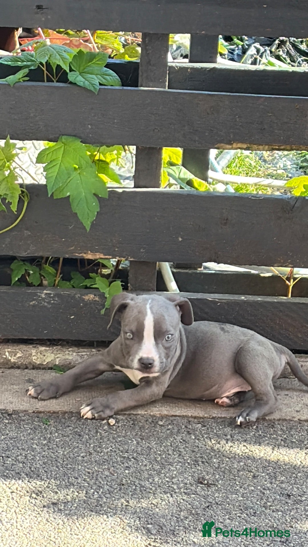 American Bully dogs for sale: Micro pocket bully pup READY! FULLY VACCINATED  - Advert 17
