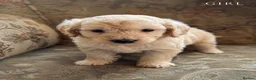 Mini Goldendoodle dogs for sale: F1B Mini Goldendoodles  in Wigan - Advert 6