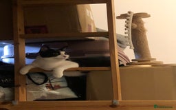Domestic Shorthair cats for sale: 5 cats available - Image 4