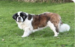 Saint Bernard dogs for sale: ****** - insured for life  - Image 2