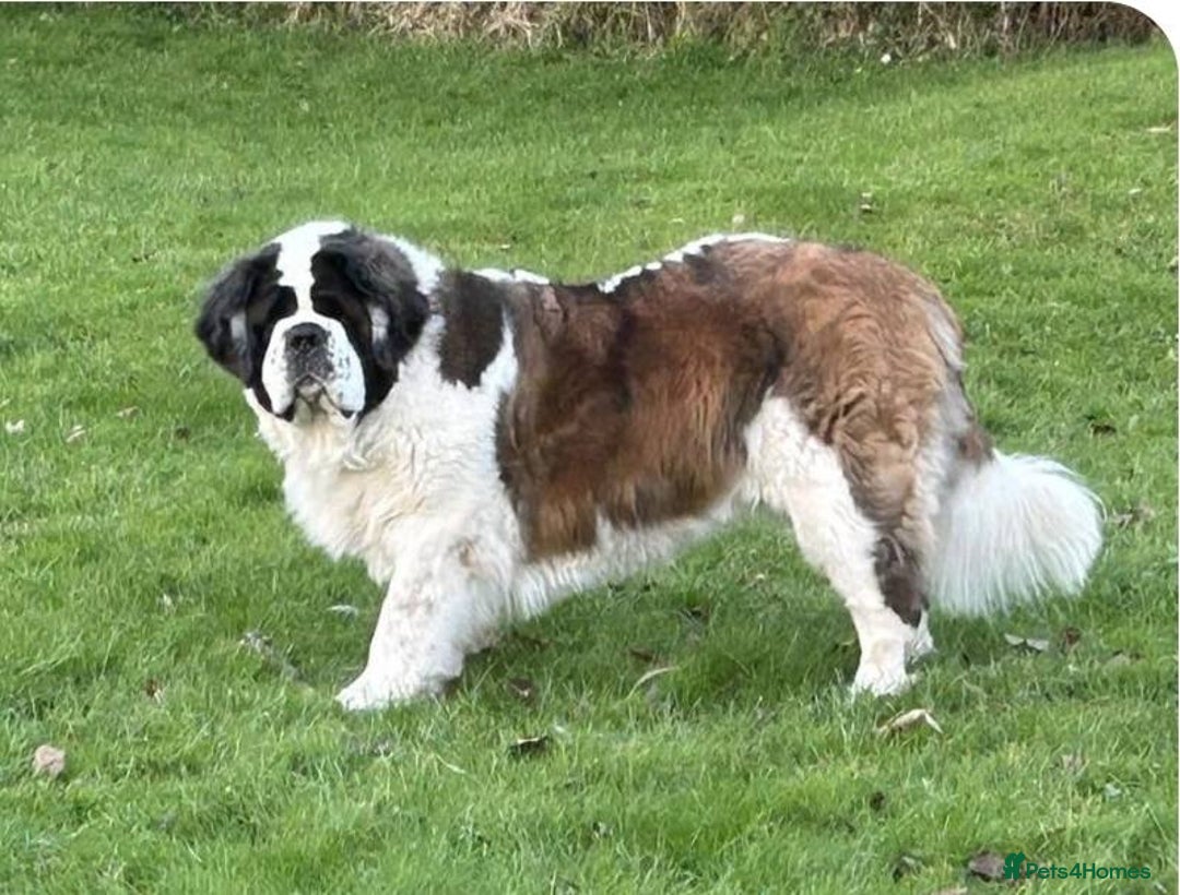 Saint Bernard dogs for sale: ****** - insured for life  - Image 2