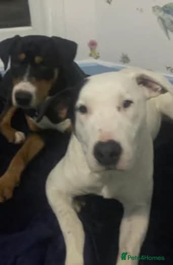 Mixed Breed dogs Meet Lefty&amp;Bullseye, residing in Merseyside  in Middlewich - Advert 18
