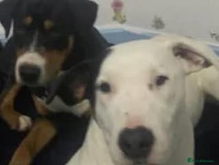 Mixed Breed dogs Meet Lefty&Bullseye, residing in Merseyside in Middlewich - Advert 11
