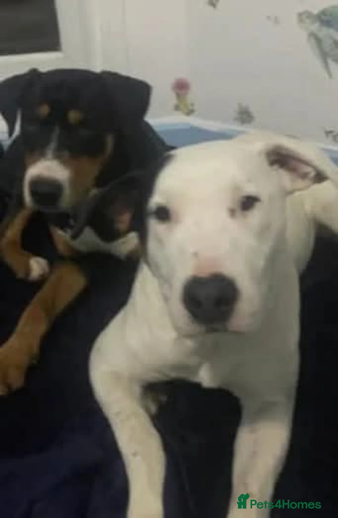 Mixed Breed dogs for adoption: Meet Lefty&Bullseye, residing in Merseyside  in Middlewich - Advert 1