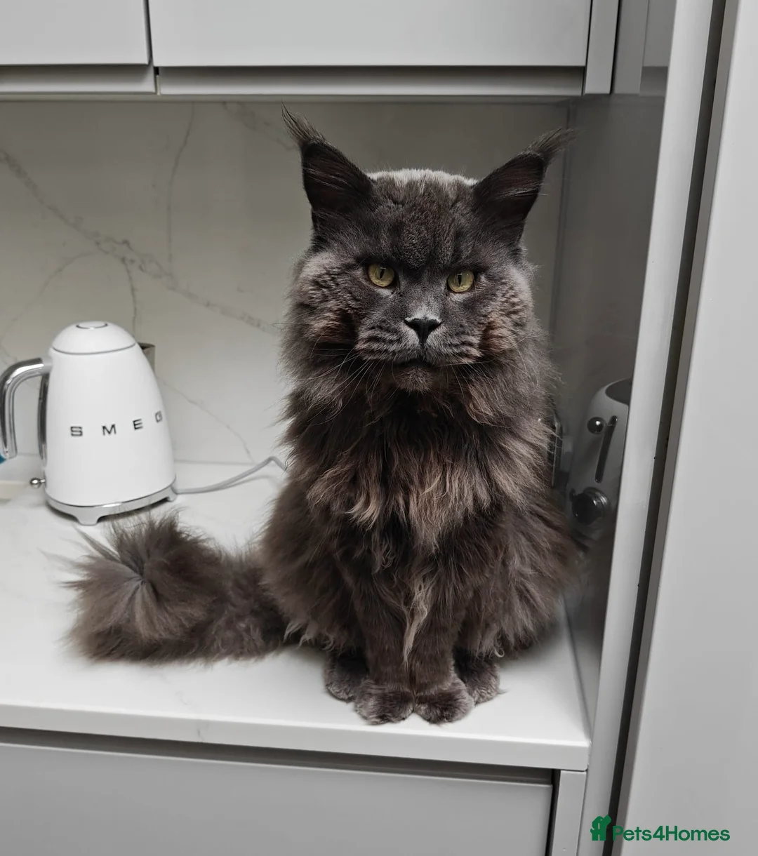 Maine Coon cats for stud: Maine Coon STUD Service Only - Not For Sale   in Woking - Advert 7