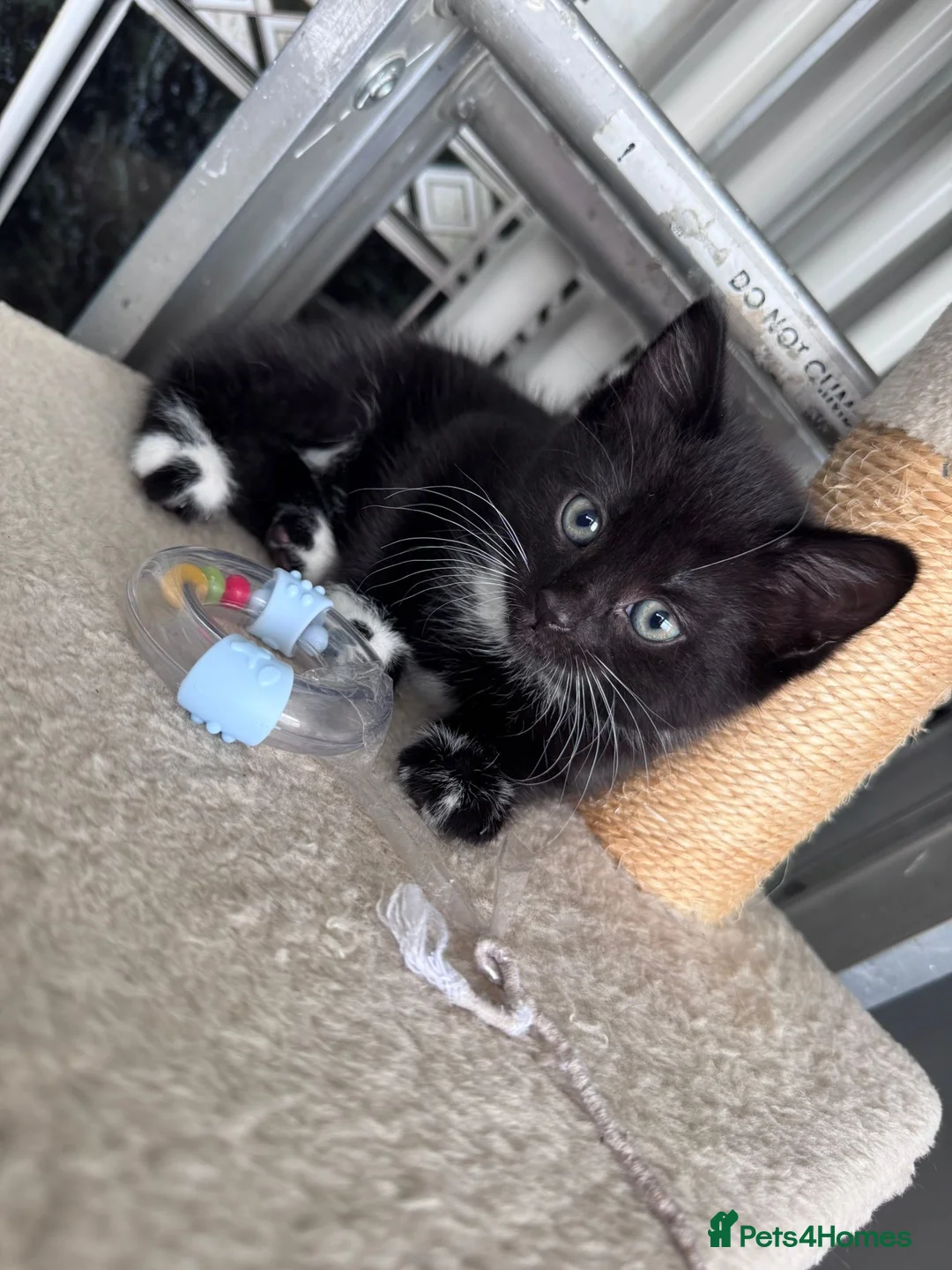 Mixed Breed cats for sale: Kitten  - Advert 2