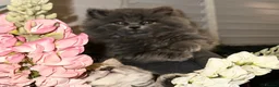 British Longhair cats for sale: Gorgeous Blue British longhair ready now  - Advert 8