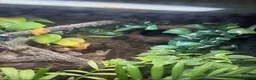 Gecko reptiles for sale: 45x45x60 custom terrarium  - Advert 3