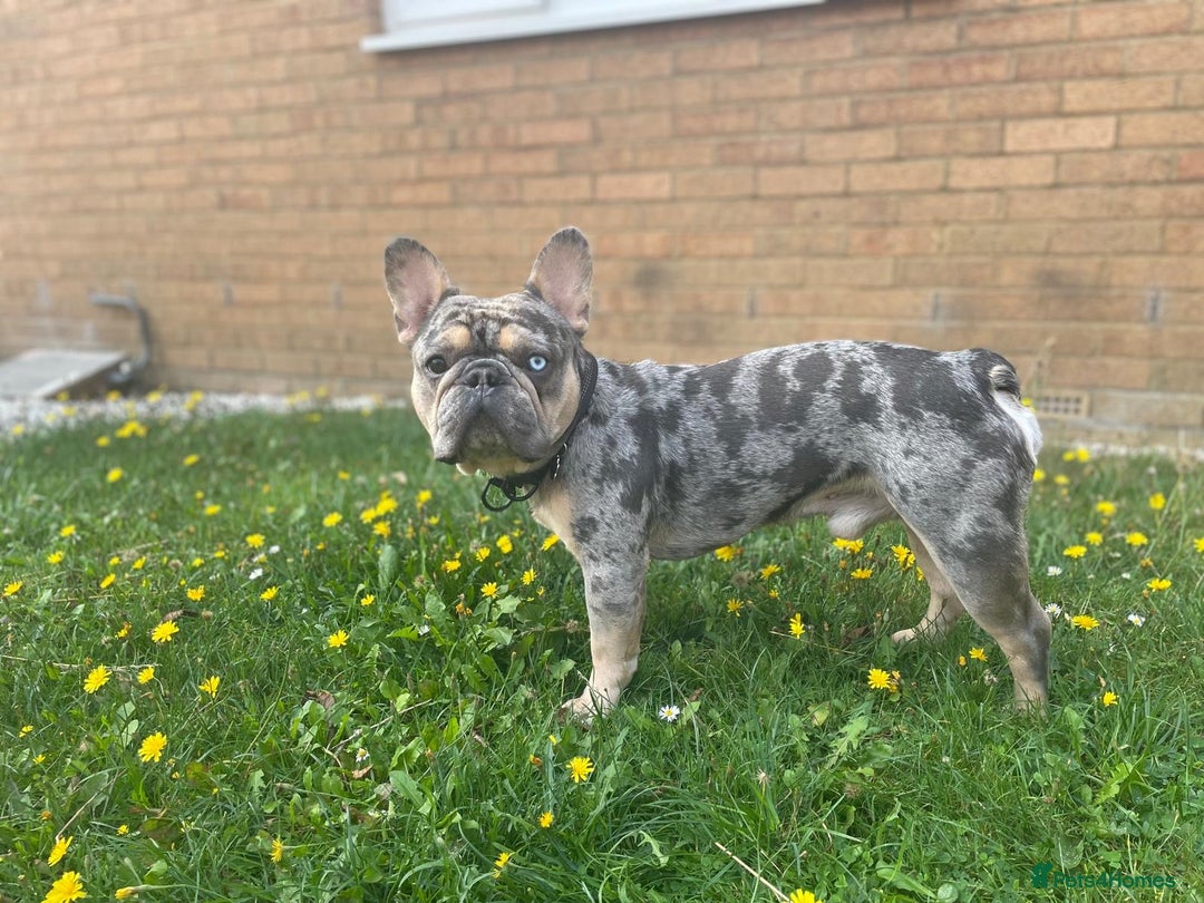 French Bulldog dogs for stud: FRENCH BULLDOG STUD FLUFFY CARRIER in Hitchin - Advert 6