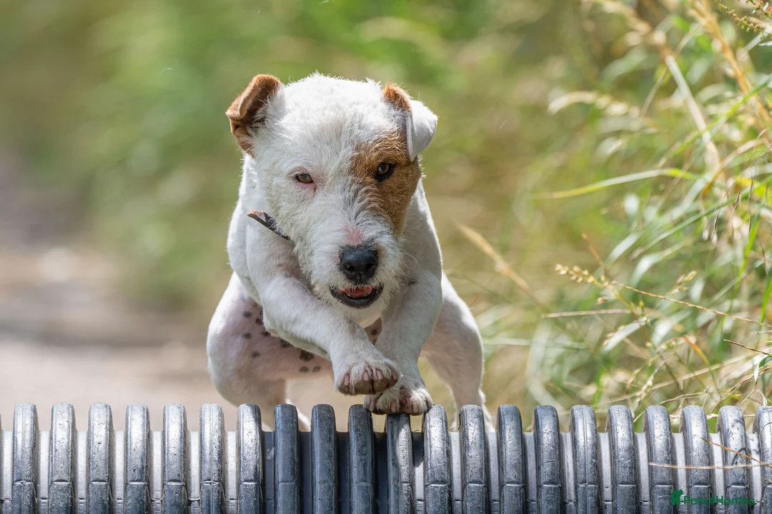 Mixed Breed dogs for stud: russel/lakeland stud boy in Newark - Advert 4