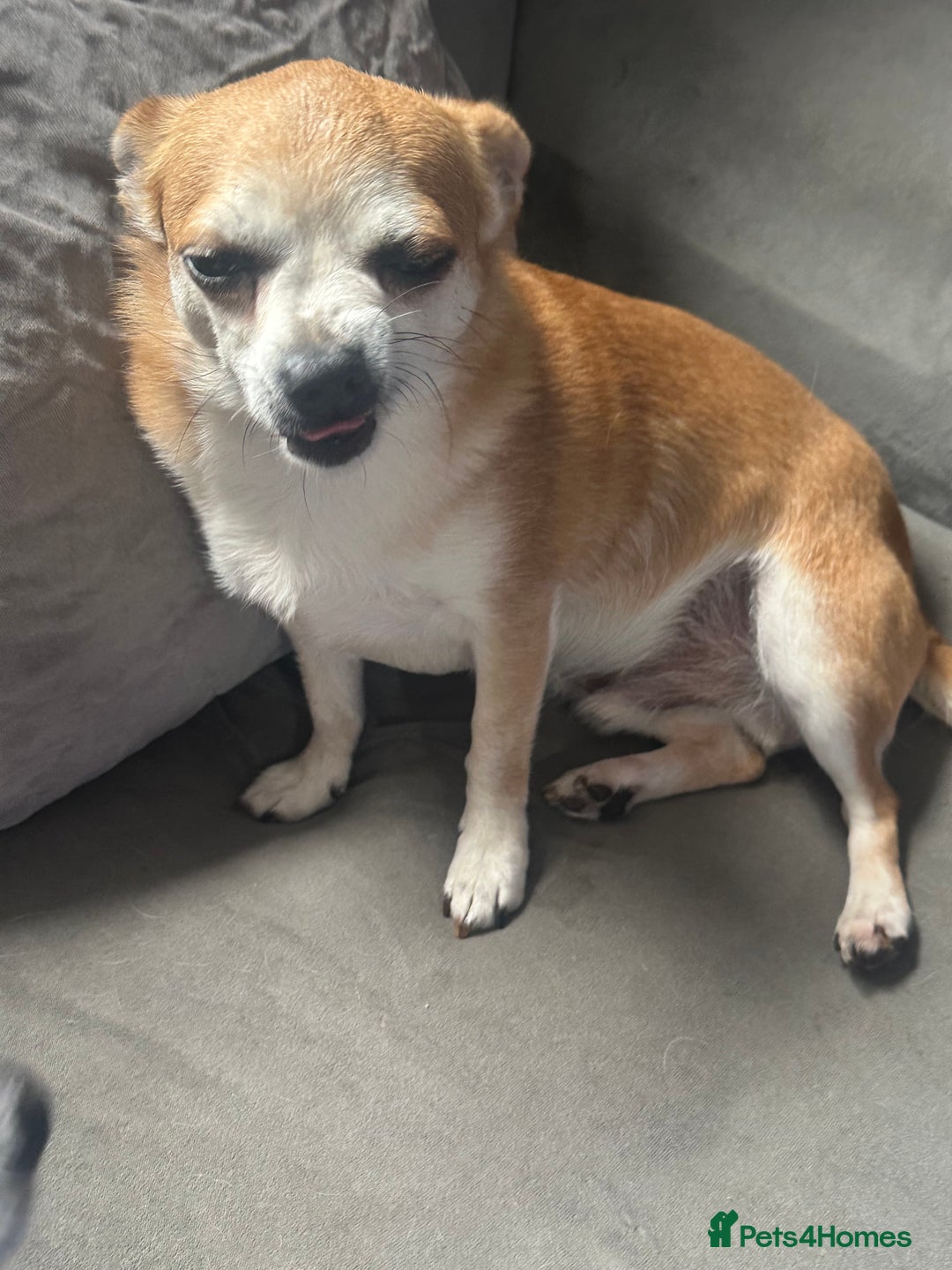 Chihuahua dogs for sale: Male Chihuahua looking for forever home - Image 7