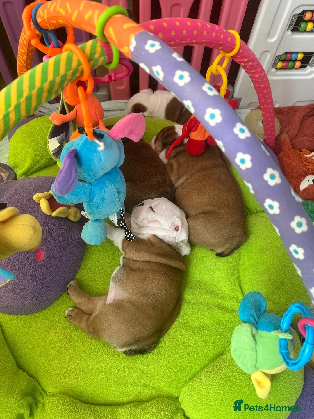 English Bulldog dogs for sale: Double CRUFTS winners bred bulldog puppies  - Advert 1