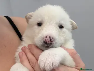 Shepsky dogs STUNNING SHEPSKY PUPPIES! - Advert 2